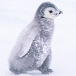 ペンギン