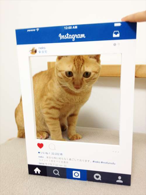 インスタモデルネコ